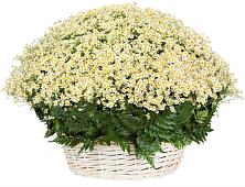 Цветочная композиция из Ромашки в корзине #REPLACE_PRED# Сердобске